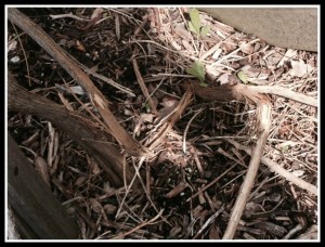 Dead Vine