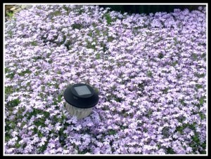 Early phlox