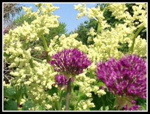 Rhubarb and alliums