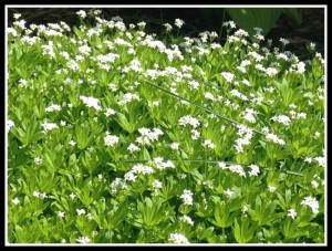 Sweet William