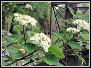 Viburnum