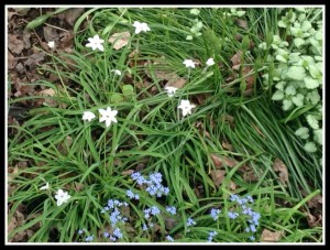 White bulb Ipheon and blue