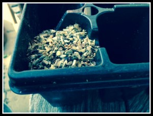 Measuring seed