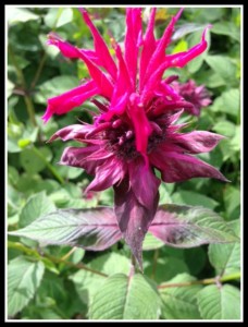 Bee balm
