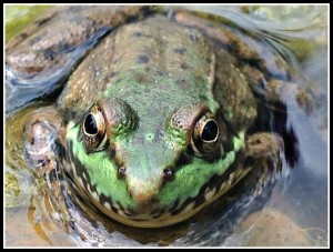Frog 2