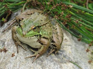 Frog  8