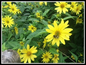 Bee on Sunflowers