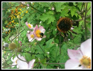 Bee on Anemone